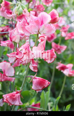 Lathyrus Odoratus. Sweet Pea" Linda Carole', einen gesprenkelten, duftende Sweet pea Kletterpflanze, Großbritannien Stockfoto