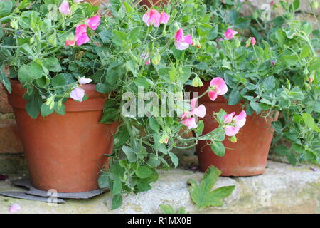 Lathyrus Odoratus. Zwerg Sweet pea Blumen wächst in Töpfen in Englischer Country Garden, Großbritannien Stockfoto