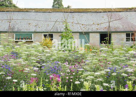 Sommer Anzeige der Kornblumen und Ammi majus gegen Bean polesat Easton Walled Gardens, Lincolnshire, England, Großbritannien Stockfoto