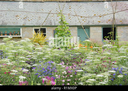 Sommer Anzeige der Kornblumen und Ammi majus gegen Bean polesat Easton Walled Gardens, Lincolnshire, England, Großbritannien Stockfoto