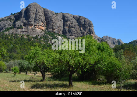 Die traditionellen Olivenhainen in der Nähe von Arnes (Terres de l'Ebre), an den Ausläufern des Els Ports Bergmassiv, Katalonien Stockfoto