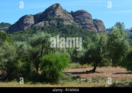 Die traditionellen Olivenhainen in der Nähe von Arnes (Terres de l'Ebre), an den Ausläufern des Els Ports Bergmassiv, Katalonien Stockfoto