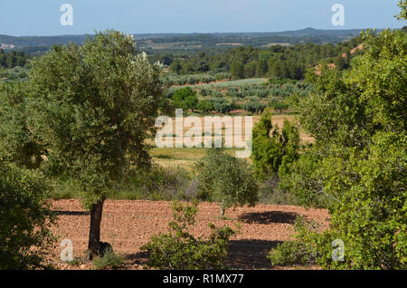 Die traditionellen Olivenhainen in der Nähe von Arnes (Terres de l'Ebre), an den Ausläufern des Els Ports Bergmassiv, Katalonien Stockfoto