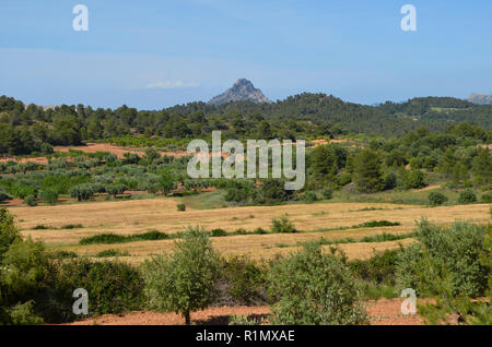 Die traditionellen Olivenhainen in der Nähe von Arnes (Terres de l'Ebre), an den Ausläufern des Els Ports Bergmassiv, Katalonien Stockfoto