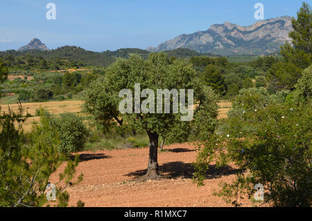 Die traditionellen Olivenhainen in der Nähe von Arnes (Terres de l'Ebre), an den Ausläufern des Els Ports Bergmassiv, Katalonien Stockfoto