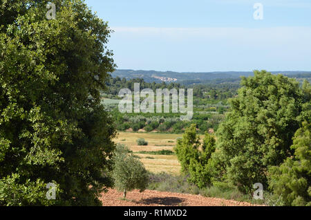 Die traditionellen Olivenhainen in der Nähe von Arnes (Terres de l'Ebre), an den Ausläufern des Els Ports Bergmassiv, Katalonien Stockfoto