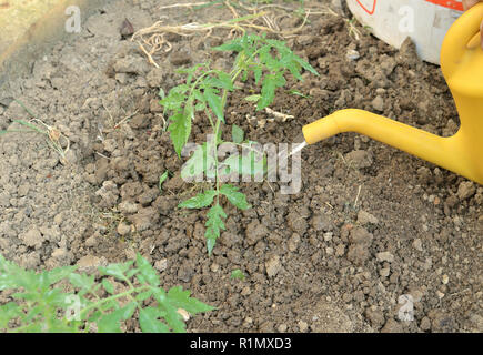 Bewässerung junge Pflanze, Tomate, Sämling, in einem Gemüsegarten im Frühjahr Stockfoto