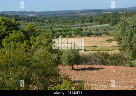 Die traditionellen Olivenhainen in der Nähe von Arnes (Terres de l'Ebre), an den Ausläufern des Els Ports Bergmassiv, Katalonien Stockfoto