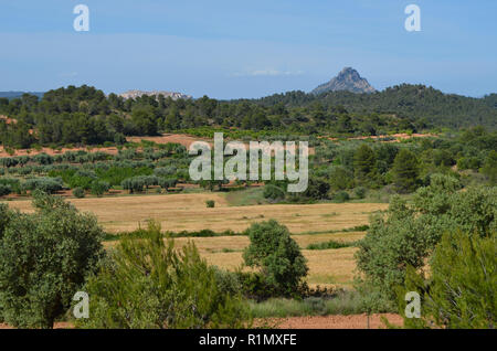 Die traditionellen Olivenhainen in der Nähe von Arnes (Terres de l'Ebre), an den Ausläufern des Els Ports Bergmassiv, Katalonien Stockfoto