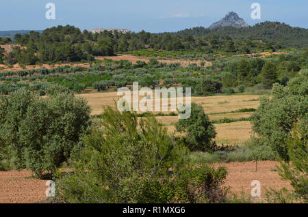 Die traditionellen Olivenhainen in der Nähe von Arnes (Terres de l'Ebre), an den Ausläufern des Els Ports Bergmassiv, Katalonien Stockfoto