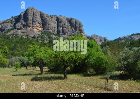 Die traditionellen Olivenhainen in der Nähe von Arnes (Terres de l'Ebre), an den Ausläufern des Els Ports Bergmassiv, Katalonien Stockfoto