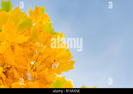 Saison der schönen Herbst Blätter Stockfoto