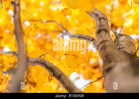 Abstrakte Laub Hintergrund, schöner Baum im herbstlichen Wald, hellen, warmen Sonne Licht, orange trocken Ahorn Blätter, Herbst Stockfoto