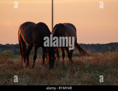 Pferd im Sonnenuntergang Beweidung im spanischen Dehesa Stockfoto