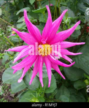 Seerose/Halb Kaktus rosa Dahlie Blume in der Nähe einer Tuberösen Pflanze, die Laubbäume und winterharte Stockfoto