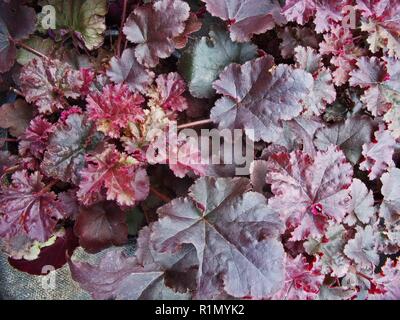 Heuchera Schokolade Rüschen, in der Nähe von Rot bis Violett gefärbten Blättern. Verwendung als Bodendecker oder in krautigen gemischt. oder Strauch Grenzen Stockfoto