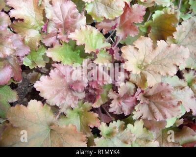 Heuchera Marmalade übersicht Nahaufnahme der Panaschierung auf farbige Blätter. Verwendung als Bodendecker oder in krautigen gemischt. oder Strauch grenzen Gutes Laub Anlage Stockfoto