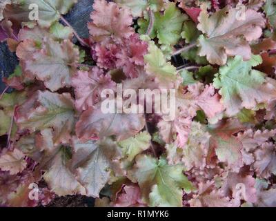 Heuchera Marmalade übersicht Nahaufnahme der Panaschierung auf farbige Blätter. Verwendung als Bodendecker oder in krautigen gemischt. oder Strauch grenzen Gutes Laub Anlage Stockfoto