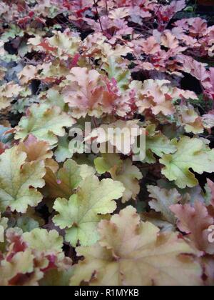 Heuchera Marmalade übersicht Nahaufnahme der Panaschierung auf farbige Blätter. Verwendung als Bodendecker oder in krautigen gemischt. oder Strauch grenzen Gutes Laub Anlage Stockfoto