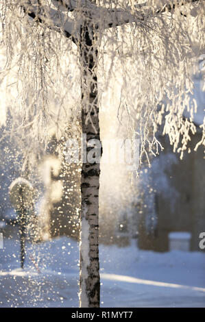 Schnee aus Birke an einem kalten Wintertag. Fokus auf den Vordergrund Filialen. Geringe Tiefenschärfe. Stockfoto