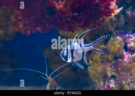 Tropische Banggai Kardinal Fische schwimmen die exotische Riffe in Indonesien Stockfoto