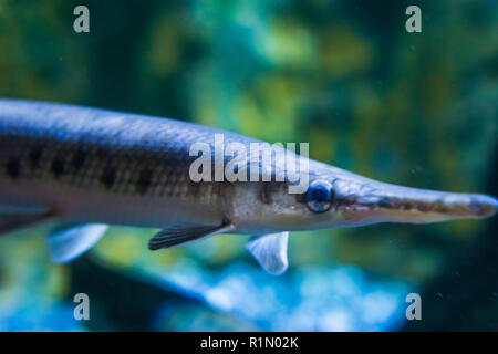 Longnose gar auch bekannt als nadelzange gar eine tropische Fische aus Amerika und Mexiko Nahaufnahme Gesicht Porträt Stockfoto