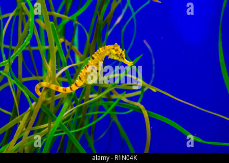 Gemeinsame Mündung gefleckte gelbe Seepferdchen hängend an etwas Gras in den tropischen Wasser aquarium Stockfoto