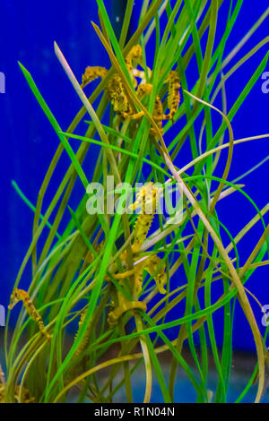 Familie der gemeinsamen Mündung gelbe Seepferdchen herum hängen in einigen Algen Gras Stockfoto