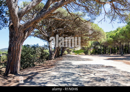 Fahrrad Reise in einem Wald auf der Insel Porquerolles Stockfoto