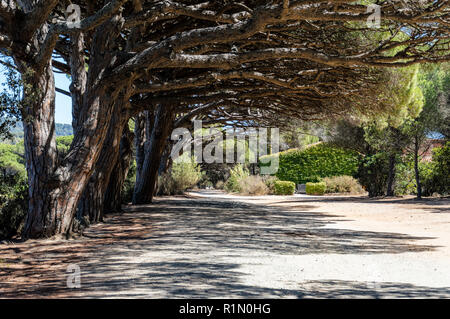 Fahrrad Reise in einem Wald auf der Insel Porquerolles Stockfoto