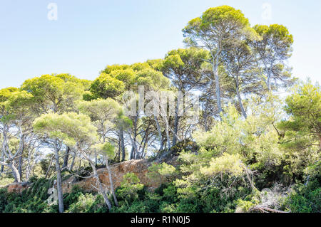 Seeküste im Sommer der Insel Porquerolles Stockfoto