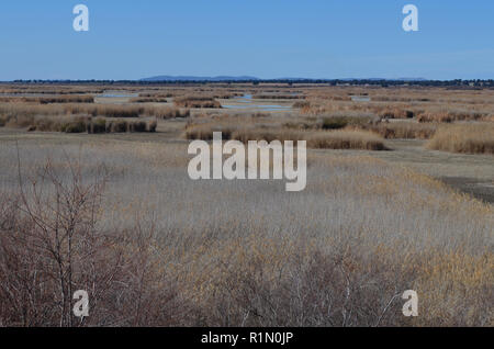 Tablas de Daimiel Nationalpark, einem international anerkannten Übereinkommen von Ramsar-Feuchtgebiet im Zentrum Spaniens, die durch jahrzehntelange illegale Wasser beschädigt extrahieren Stockfoto