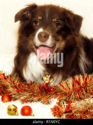 Cowboy, einen sechs Jahre alten, rot tri Australian Shepherd, stellt für Weihnachten ein Portrait, 04.12. 26, 2014, Coden, Alabama. Stockfoto