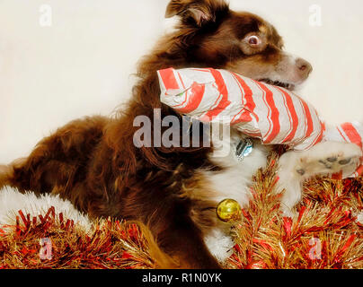 Cowboy, ein sechsjähriger, roter australischer Schäferhund, spielt mit einem seiner Weihnachtsgeschenke am 26. Dezember 2014 in CODEN, Alabama. Stockfoto