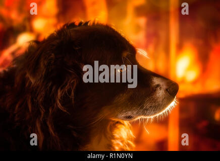 Cowboy, eine 9-jährige Australian Shepherd, wird dargestellt, vor einem Kamin, Dez.27, 2017, in Coden, Alabama. Stockfoto