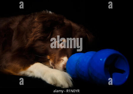 Cowboy, ein rotes Tri Australian Shepherd, spielt mit einem Kong Genius Mike Hund Spielzeug, 27. Dezember 2017, in Coden, Alabama. Stockfoto