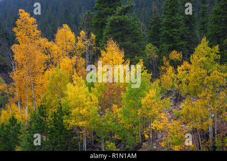 Golden Aspen im Herbst, Sawatch Mountains, Pike-San Isabel National Forest, Colorado Stockfoto