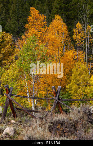 Golden Aspen mit split Schiene Zaun im Herbst, Sawatch Mountains, Pike-San Isabel National Forest, Colorado Stockfoto