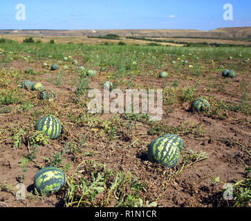 Wassermelonen im Feld Stockfoto