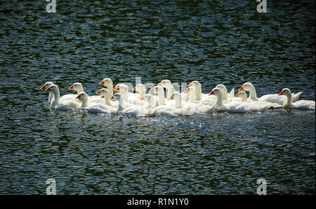 Junge Gänse schwimmen auf dem See Stockfoto