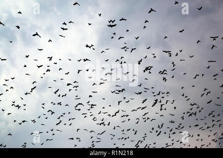 große Herde von Krähen Stockfoto