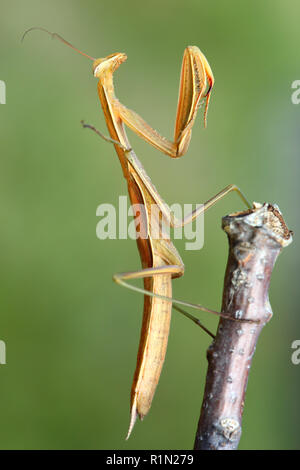 Mantis auf Niederlassung des Baums - Makro Stockfoto