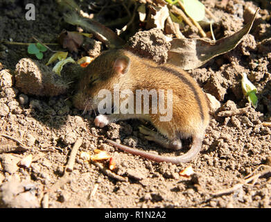 Wilde kleine Maus Schlaf Stockfoto