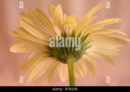 Eine leichte gelbe Gerbera Blume auf einem rosa Hintergrund. Stockfoto