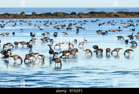 Schwarm Ringelgänse Fütterung bei Ebbe im Watt der Themsemündung, Shoeburyness, Essex, Großbritannien. Stockfoto