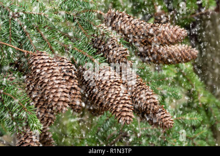 Brauner großer Klumpen auf einem Zweig von blau Tanne in einer natürlichen Umgebung, die Weihnachten und neues Jahr festliche Jahreszeit. Kegel auf einem Zweig. Stockfoto