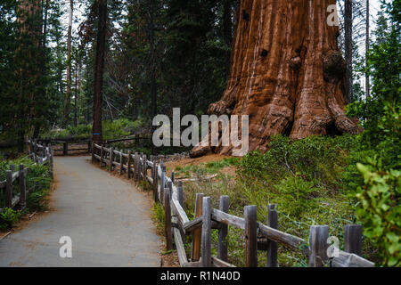 Große Baumstämme im Sequoia National Park, Kalifornien, USA Stockfoto