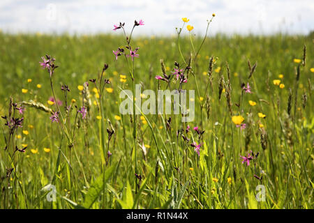 Landschaft in der Nähe von Gagarin. Smolensk. Russland Stockfoto