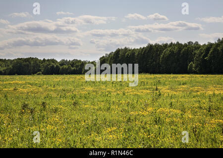 Landschaft in der Nähe von Gagarin. Smolensk. Russland Stockfoto