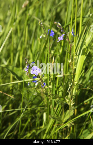 Landschaft in der Nähe von Gagarin. Smolensk. Russland Stockfoto